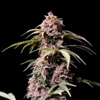 AMNESIA Z (Amnesia Zkittlez) Auto